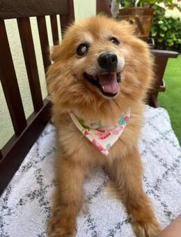 Berta2 SR kleine Kämpferin - Neustadt (Rübenberge)