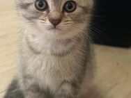 BKH Kitten - Dortmund
