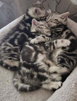 BKH Kitten Silver Tabby Classic - Gera