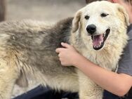 Hermes - Neun ganze Jahre im Tierheim - Rostock