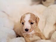 Maltipoo / Zwergpudel / Toypudel / Welpen - Geldern