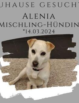 Alenia sucht ihr Traumzuhause ! - Lippetal