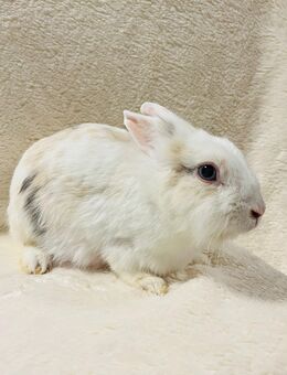 Zwergkaninchen Weibchen - München Hadern