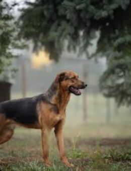 AKASCHA - kommt Leute, los geht's - Overath