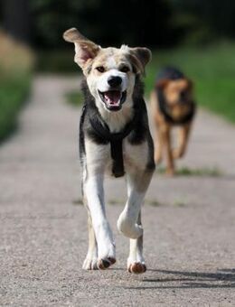 PLUMA - unser Sonnenschein 🌞 - Neudenau