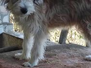 Wuscheljunge Billy sucht seine Familie - Berlin