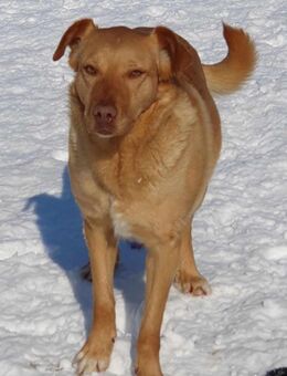 Lola der gute Laune Hund - München