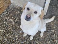 Mini-Labbi-Mix Sherlock sucht sein Heim! - Mannheim