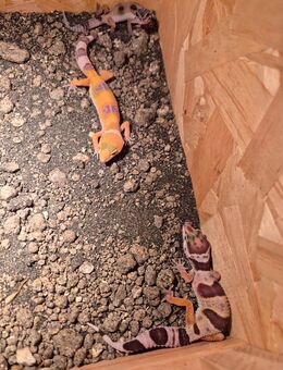 Leopardgecko nachwuchs kein Versand - Korschenbroich