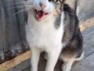 Lebensfrohe Katze Miteka - Karlsruhe
