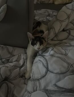 Katze sucht für immer ein Zuhause - Unterdietfurt