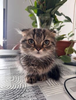 Schöne Yunge katze - Bonn Poppelsdorf