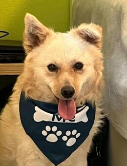 Lucas SR - will unbedingt gefallen - Neustadt (Rübenberge)