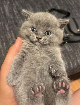 3 Bkh Kitten zu verkaufen - Schönefeld