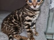 Reinrassige Bengal Kitten - Karlsruhe