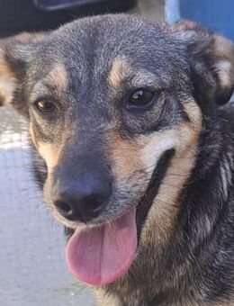 Armani - Freundlich und lieb - Obertshausen