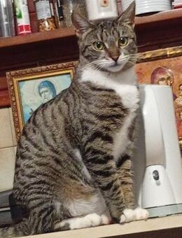 Liz aus dem Tierschutz - Grevenbroich