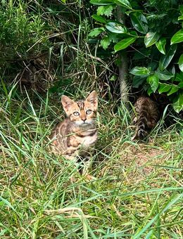 Bengalkitten wunderschön und Typvoll tricolor - Offenburg