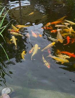 Japan-Koi abzugeben - Springe