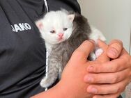 Britisch Langhaar BLH Kitten in weiss - Rothenburg (Tauber)