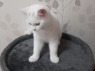 Weiße BKH Katze - Neuss
