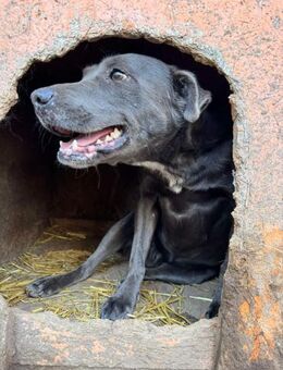 Mittelgroße, sportliche Hündin, 3 Jahre - Kappeln (Schleswig-Holstein)