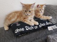 Main Coon Kitten mit 12 wochen Auszugs bereit - Potsdam