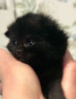 Britische Babykatzen - Essen