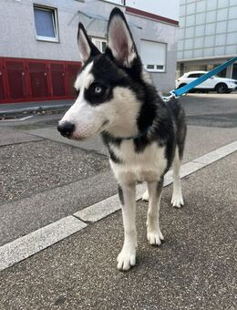 Husky welpe - Göppingen