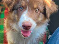 Drei Australian Shepherd Welpen 10 Wochen alt🐶 - Satow