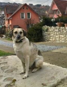 gemütliche Maeve sucht ihr Sofa-Plätzche - München