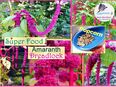 ♥ Ur Gemüse Reggae Amaranth Dreadlock Superfood Heilpflanze Samen,Schneckensicher,Amaranthus caudatus L.,Garten Fuchsschwanz,Tulpenstolz, Pink,Getreide,Gemüse,Färbemittel,essbar in 22457