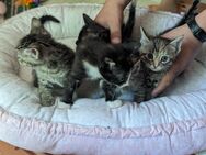 Kitten suchen bald neues zu Hause - Ahnsbeck