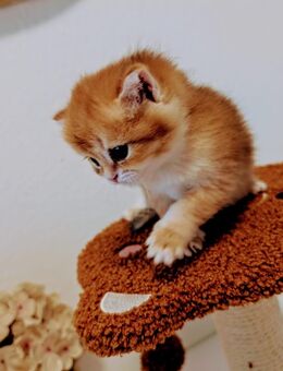 Bkh Kitten black golden ab September mit Stammbaum - Elsdorf (Nordrhein-Westfalen)