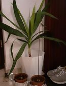 Jucca palme zu verschenken in 71636