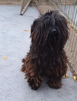 Saba liebt Menschen - Olsberg