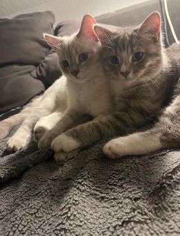 2 geimpfte BKH × Maine Coon Mix Katzen, 6 Monate, nur zusammen abzugeben - Gelsenkirchen