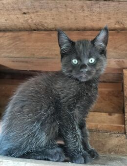 Katzen Babys - Seeland Gatersleben