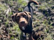 Bruno aus 21776 Wanna sucht! - Krefeld