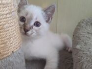 Heilige Birma Mix kitten - Gingen (Fils)