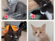 Maine Coon Kitten - Herzberg (Harz)