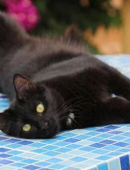 süße Matilda sucht ihr Zuhause - Walluf