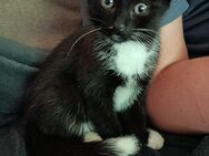 Junge Katze - Gangelt