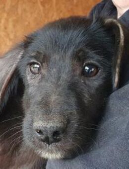 CHICO-wunderschöner Jung-Rüde, 38cm(w) - Rösrath