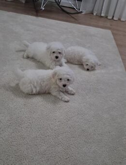 Malteser -Bichon Welpen - Lotte