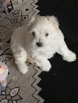 In gute Hände abzugeben - Freiburg (Breisgau)