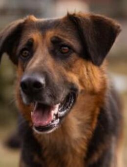 Avis 💗 wundervolle, so sanfte Hündin - Hamburg