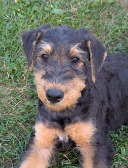 Alf vom Crinitztal, ein agiler kleiner Airedale Terrier Welpe, in liebevolle Hände abzugeben - Kirchberg (Sachsen)