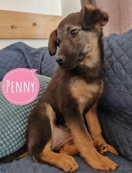 Penny ein sehr braves Welpenmädchen - Flörsheim-Dalsheim