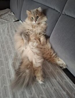 *reserviert* Wuschel Bubi in München - Geisenheim